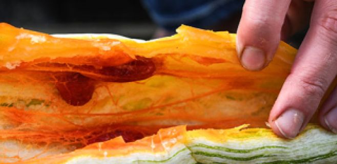 How To Grow Snake Bean Seeds (Snake Gourd)
