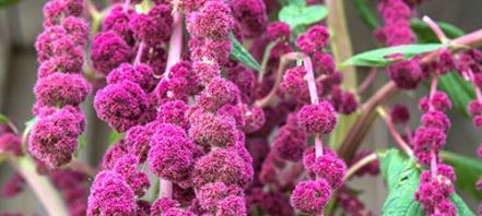 bright pink sprays of amaranth and dark green foliage