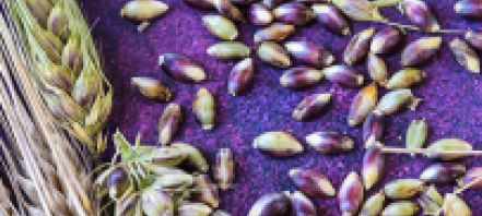 several stalks of pale green-brown barley on left of frame with kernels that range from freen and white to red and violet on a blue-violet/purple surface