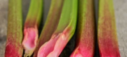 six stalks of rhubarb on a beige table surface. The rhubarb is bright green on the leaf end (farthest from camera) and fades to pink as you get closer to the root end