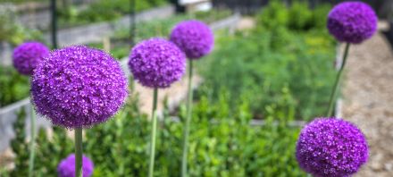 Big purple globe-shaped flowers in a field (Allium giganteum)