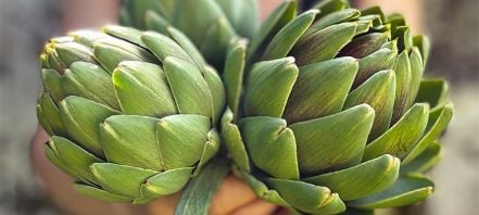 Artichoke globes, with thick, pointed leaves in various shades of green with brownish edges, with bits of purple near the top/center, radiating outward around the core or heart of the artichoke..