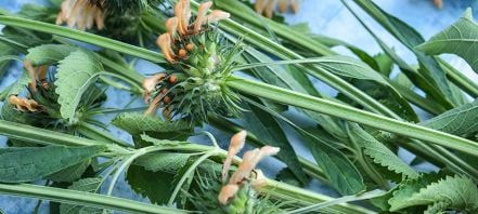 Lion's Ear stems with foliage on blue background.