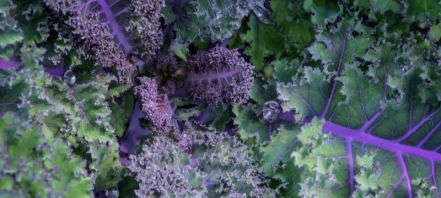 bunch of kale seen from above; the dark green leaves are ruffled at edges and have dark red-purple veins radiating out from the center of the bunch