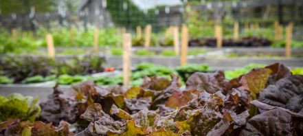 Solar Flare lettuce Bronze-colored lettuce in garden raised bed