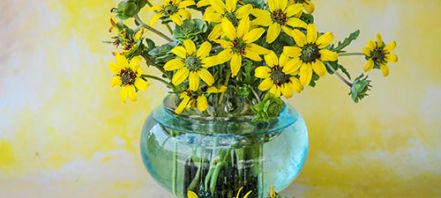 How To Grow Daisy Seeds (Chocolate Daisy)