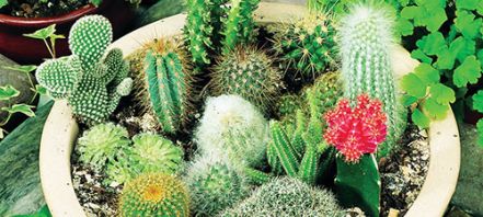 How to Grow Cactus Seeds