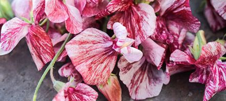 How To Grow Sweet Pea Seeds
