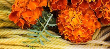 How To Grow Marigold Seeds
