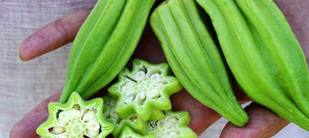 a hand holds three bright green thick, wrinkled okra pods, with 5 slices that are pale green on the outside and white with seeds in the center