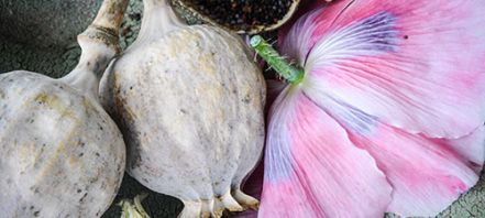 How To Grow Poppy Seeds (Breadseed/Opium Poppies)