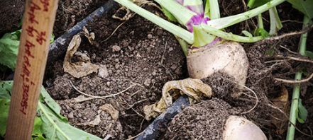 white rutabaga plants with green stems and leaves in dirt