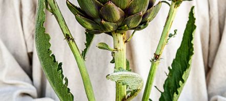 How To Grow Artichoke and Cardoon Seeds