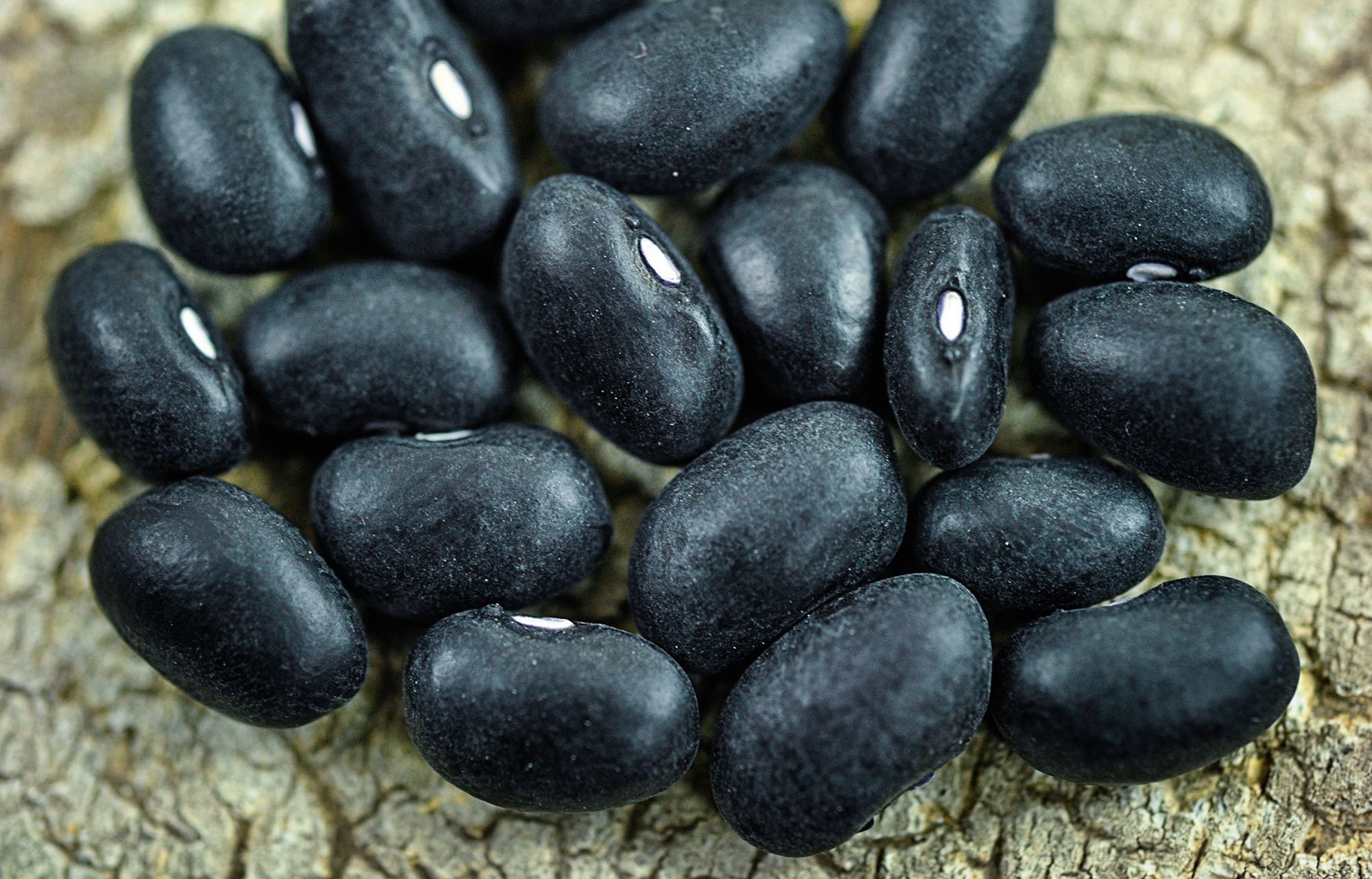 BLACK TURTLE BEANS 100 SEEDS Plants, Seeds & Bulbs Garden & Patio