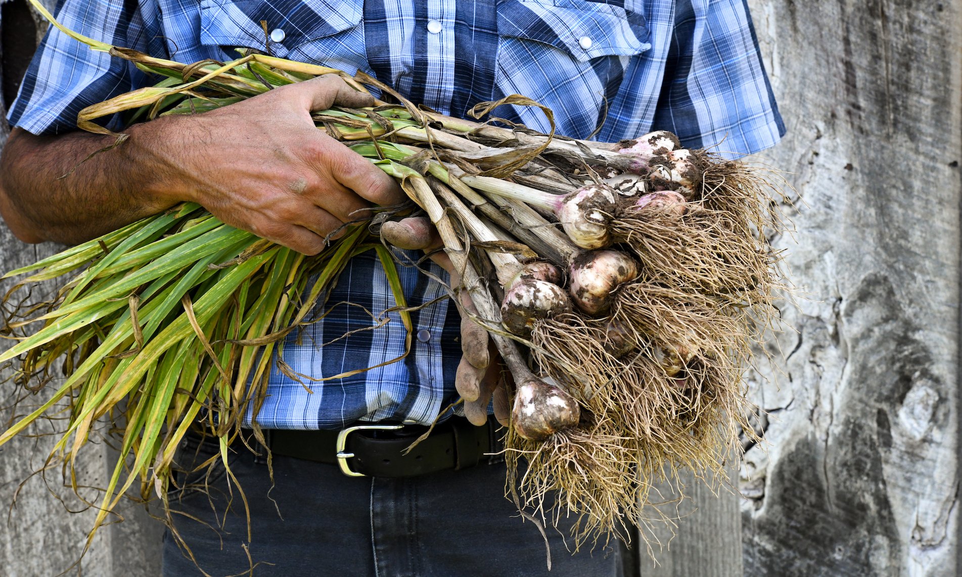 2. Savor The Aroma: Premium Garlic Plants For Culinary Delights