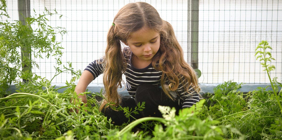Malia Gettle harvests carrot tops in the greenhouse.