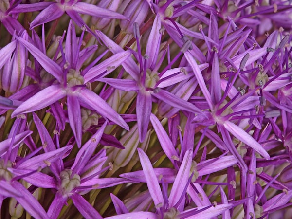 Closeup of purple Allium flower petals Adobe stock