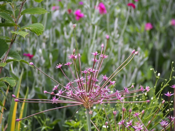 Schubertii Allium spiky pink flower in field Adobe Stock