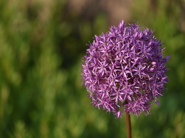 Purple globe shaped flower Globemaster allium Adobe Stock