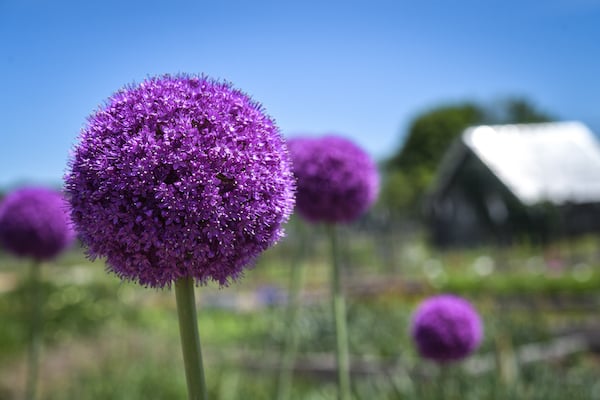 Big purple globe-shaped flower in field