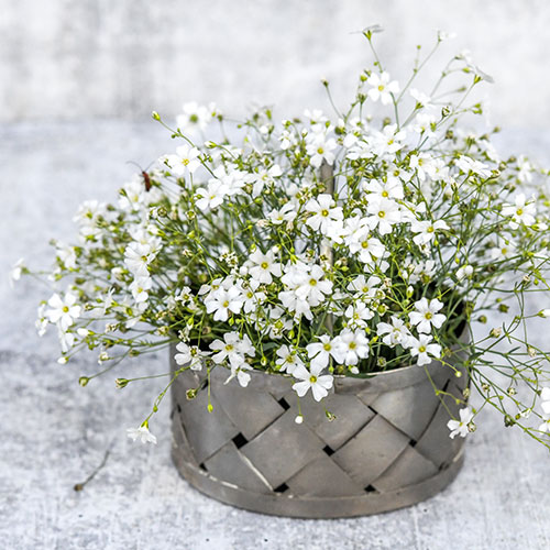 Gypsophila (Baby's Breath): How To Grow And Care