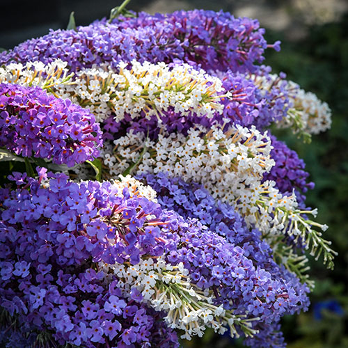 Butterfly-Bush-Butterfly-Hybrid-Mix-LSS-DSC_2613.jpg