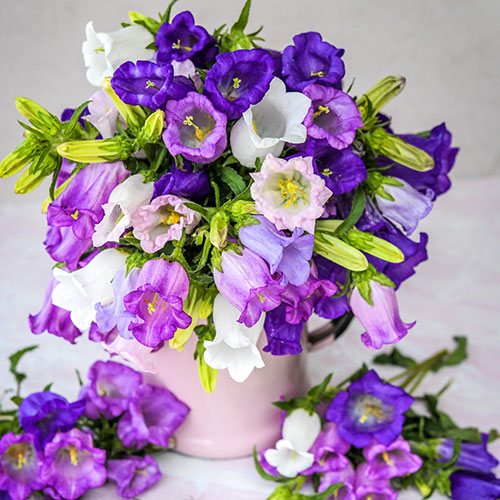 Canterbury bells on sale