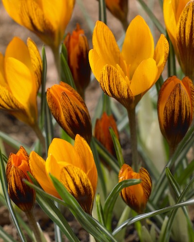 Orange and yellow crocus