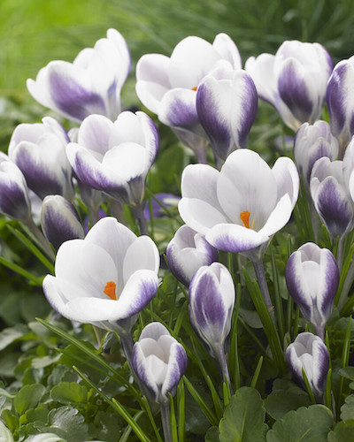 Orange crocus closeup