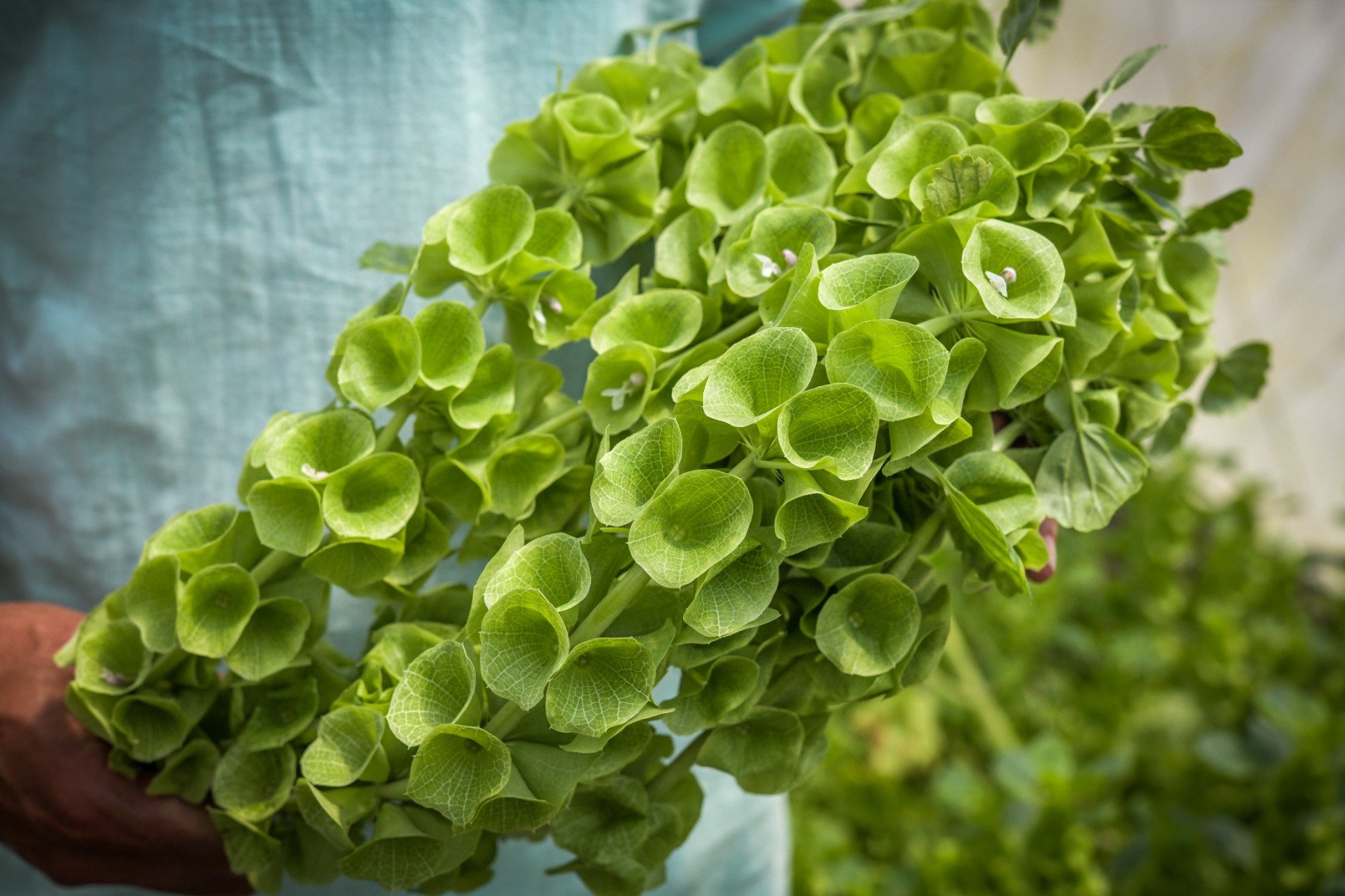 Green leaves of Bells of Ireland