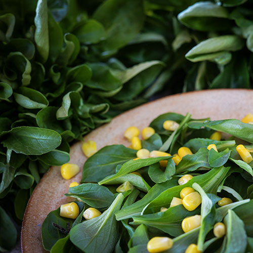 How to Grow Mache (Corn Salad): Spring's First Green - FineGardening