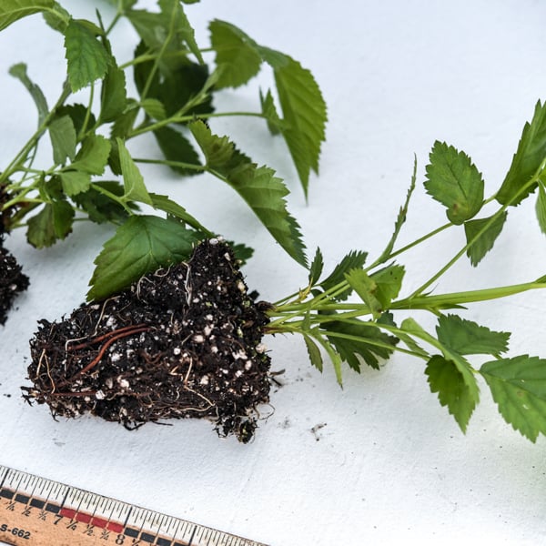 Two boysenberry plants on a table, removed from their pots, showing the root ball and serrated leaves