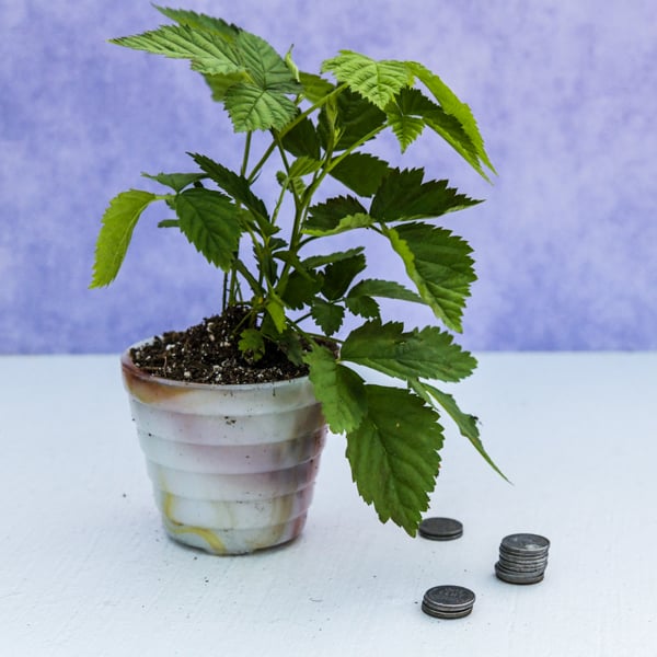 Potted Boysenberry Plant one boysenberry plant in a decorated clay pot next to stacks of small coins on a greenish-white table with a pale violet blue background