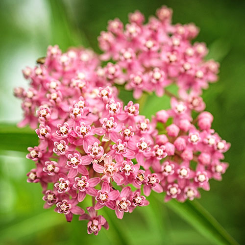 How To Grow Milkweed | Baker Creek Heirloom Seeds