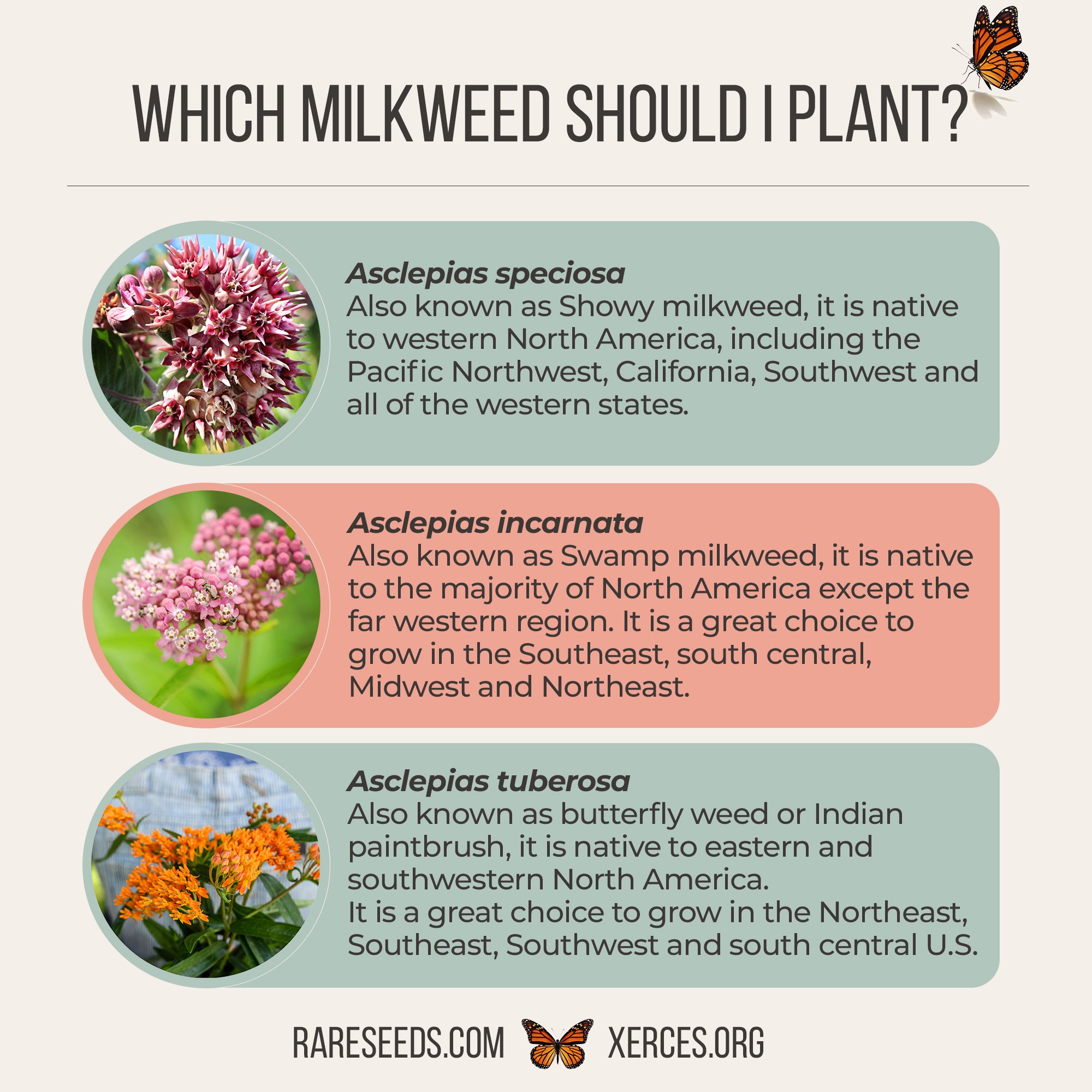 How to choose the right milkweed: infographic