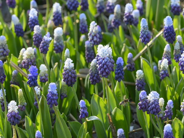 Purple and white blooming muscari flowers