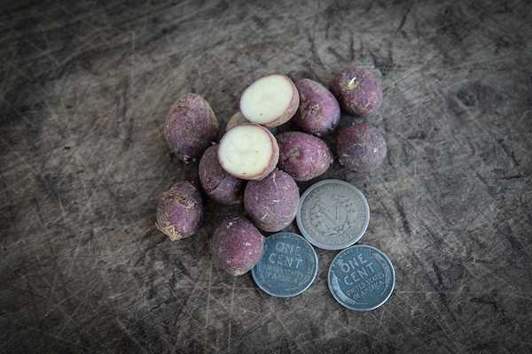 Red Viola potato micro tubers