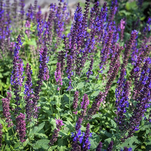 How To Grow Salvia (Sage) | Baker Creek Heirloom Seeds