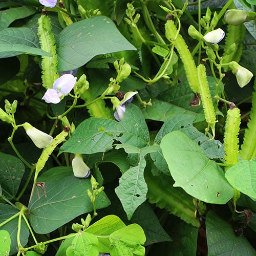 How To Grow Winged Beans | Baker Creek Heirloom Seeds