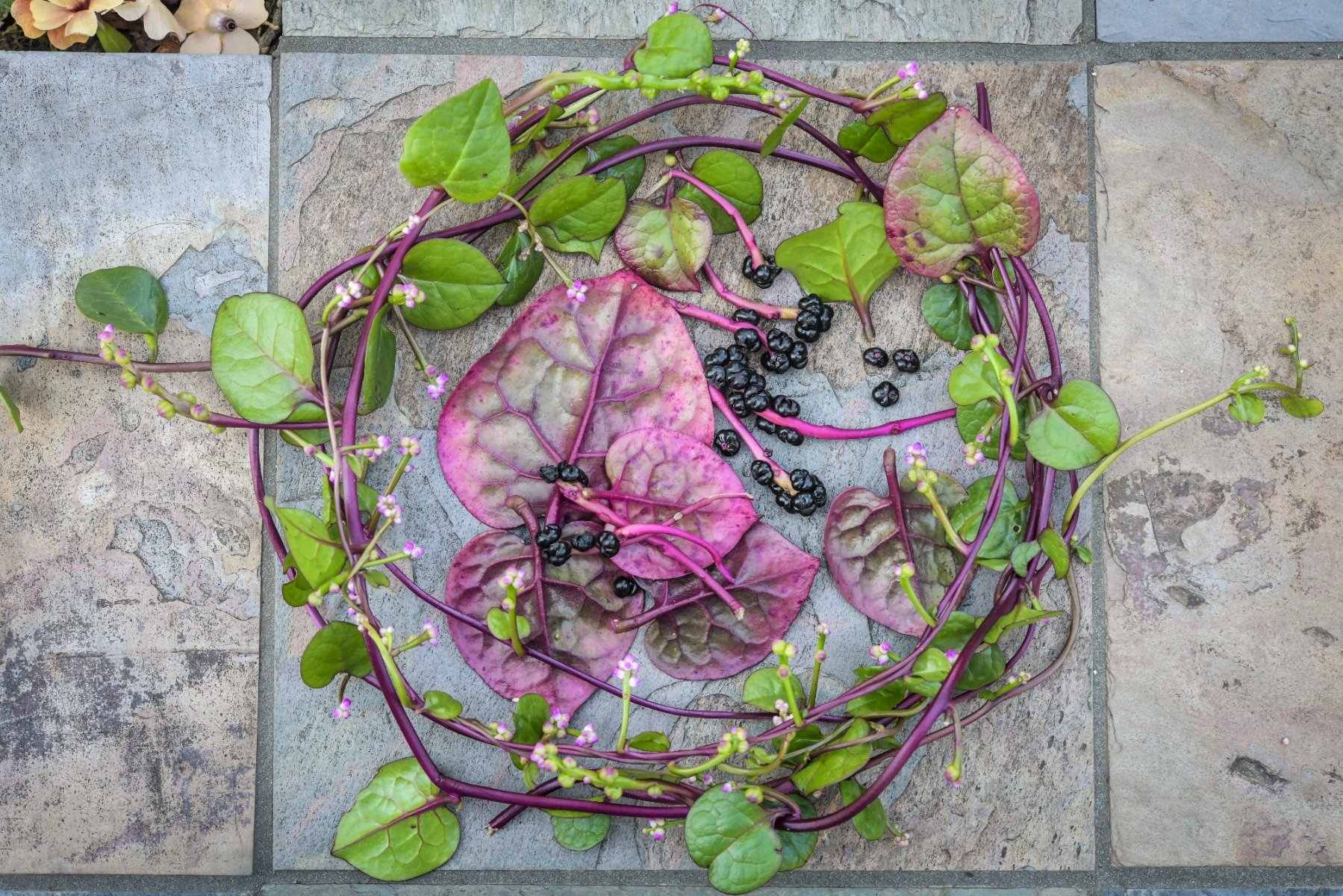 Malabar Spinach on the gray tile floor.