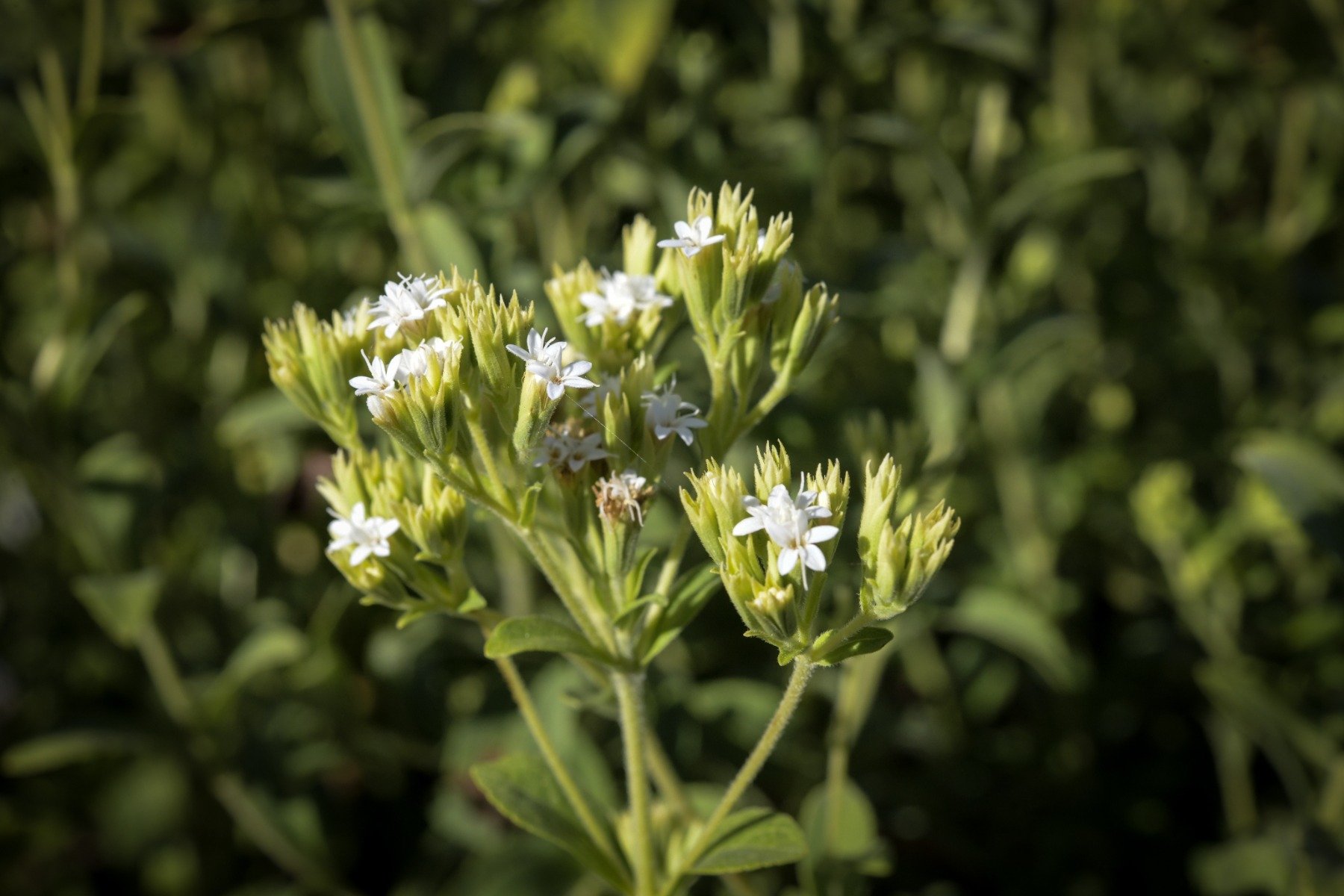 White stevia flowers