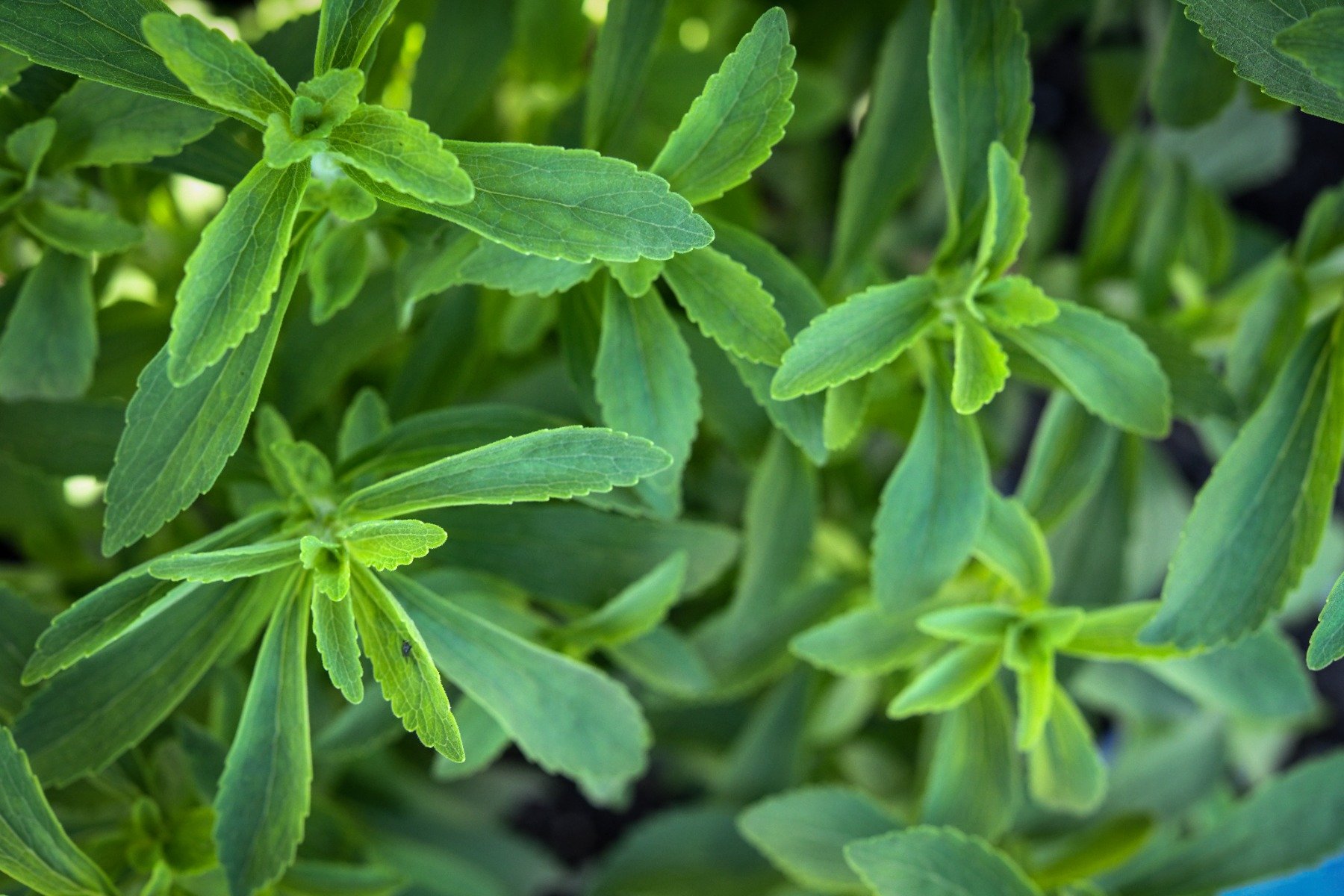 Green stevia leaves
