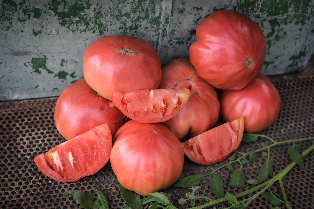 Watermelon beefsteak pink tomato