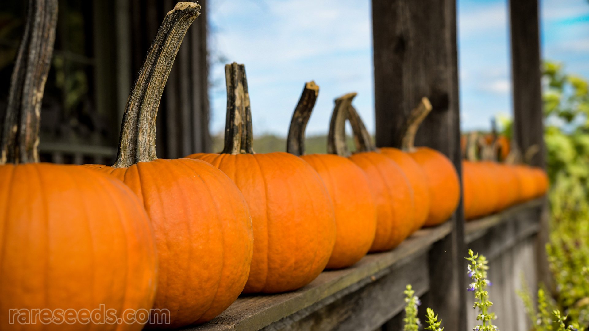 Row of orange pumpkins on railing