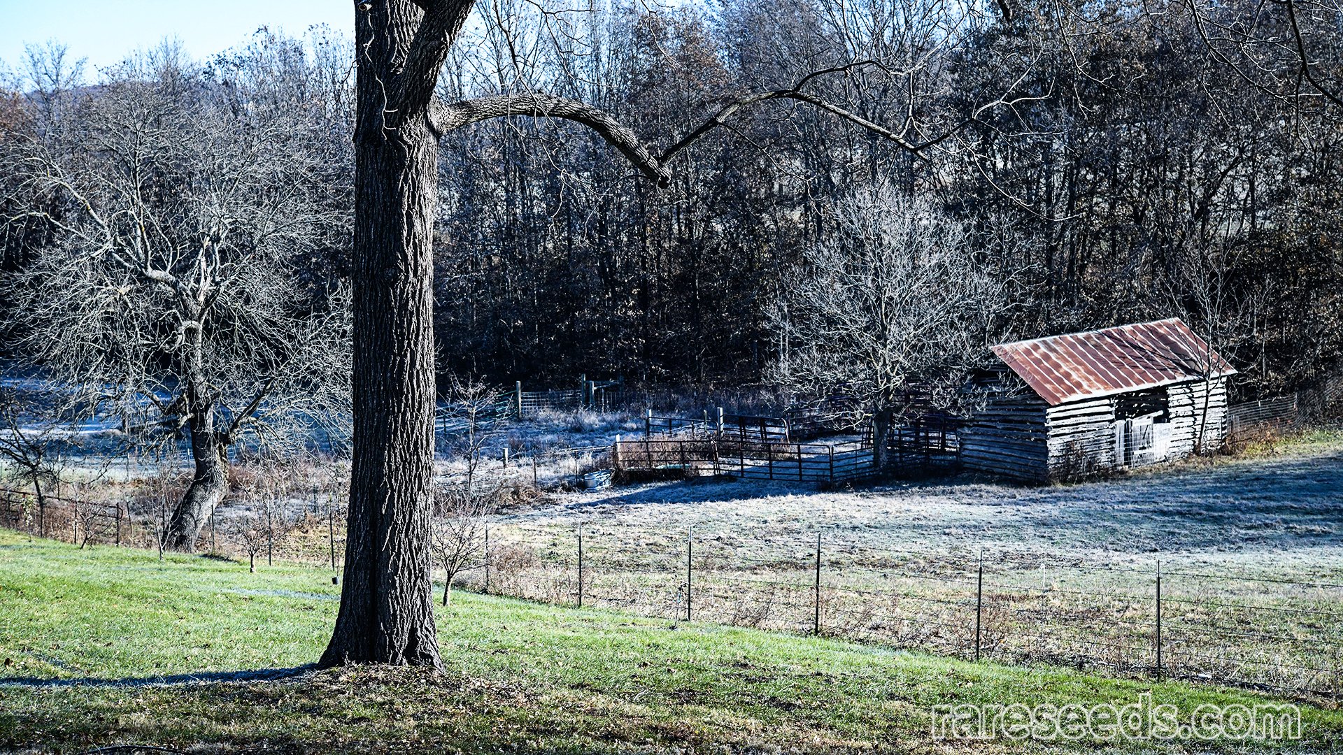 Scenic view of field and barn in frost