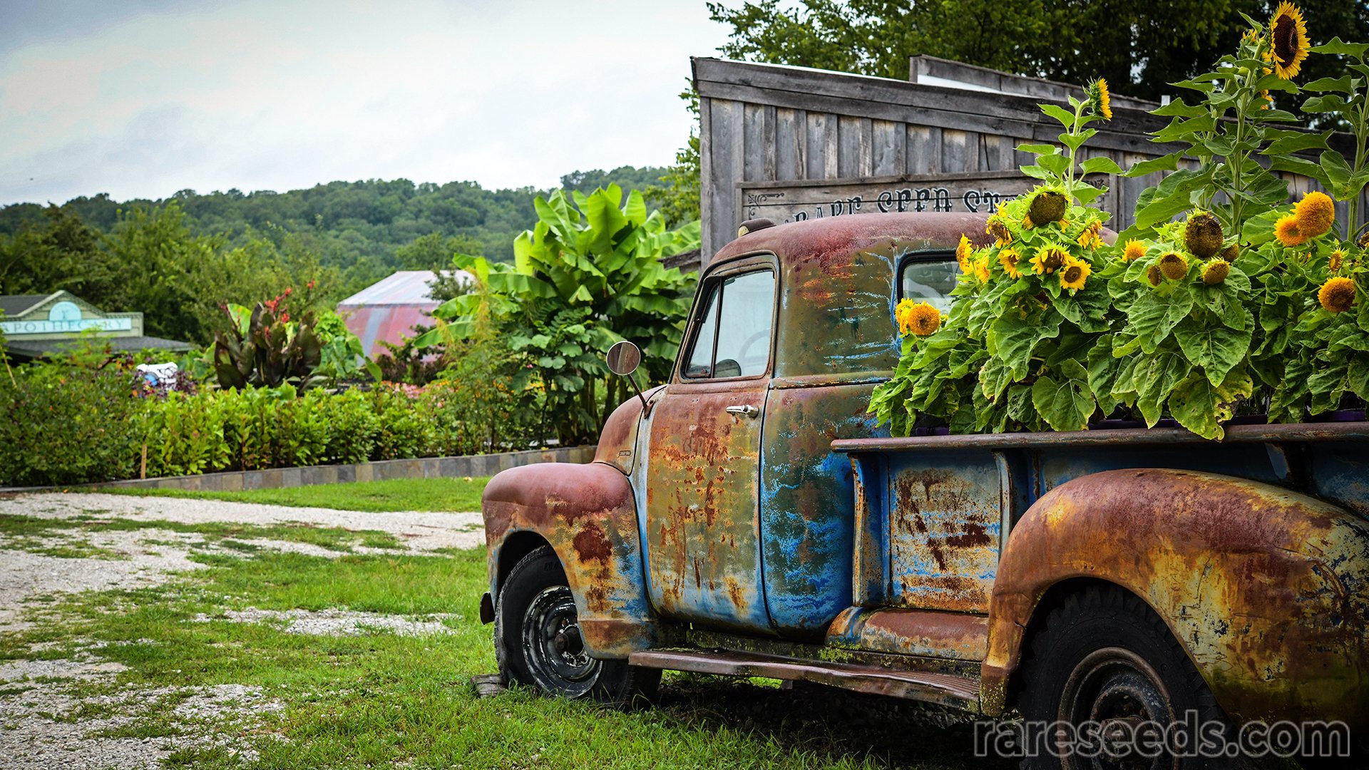Old truck with sunflowers and seed store, gardens