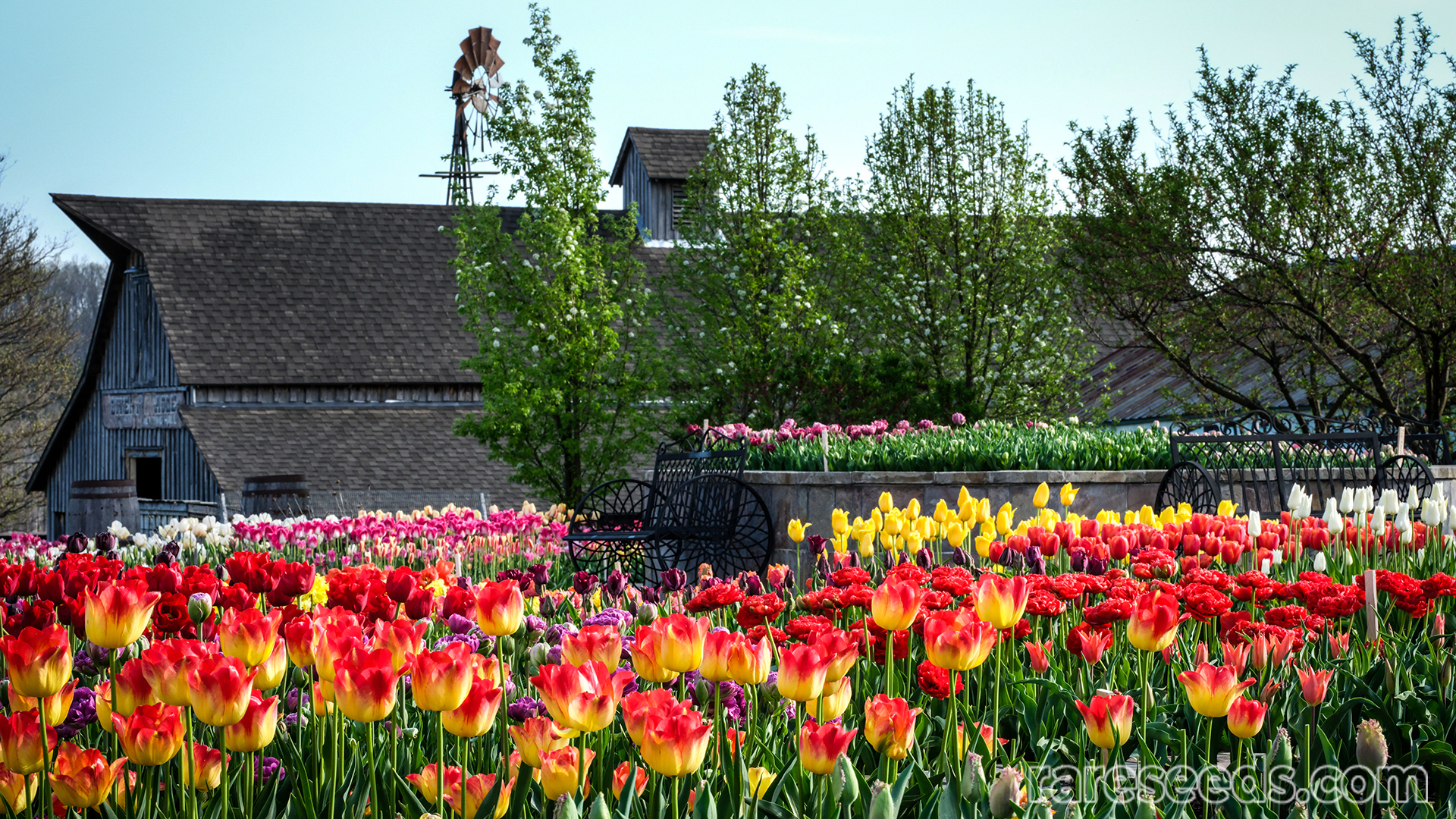 Scenic tulip garden with barn in background