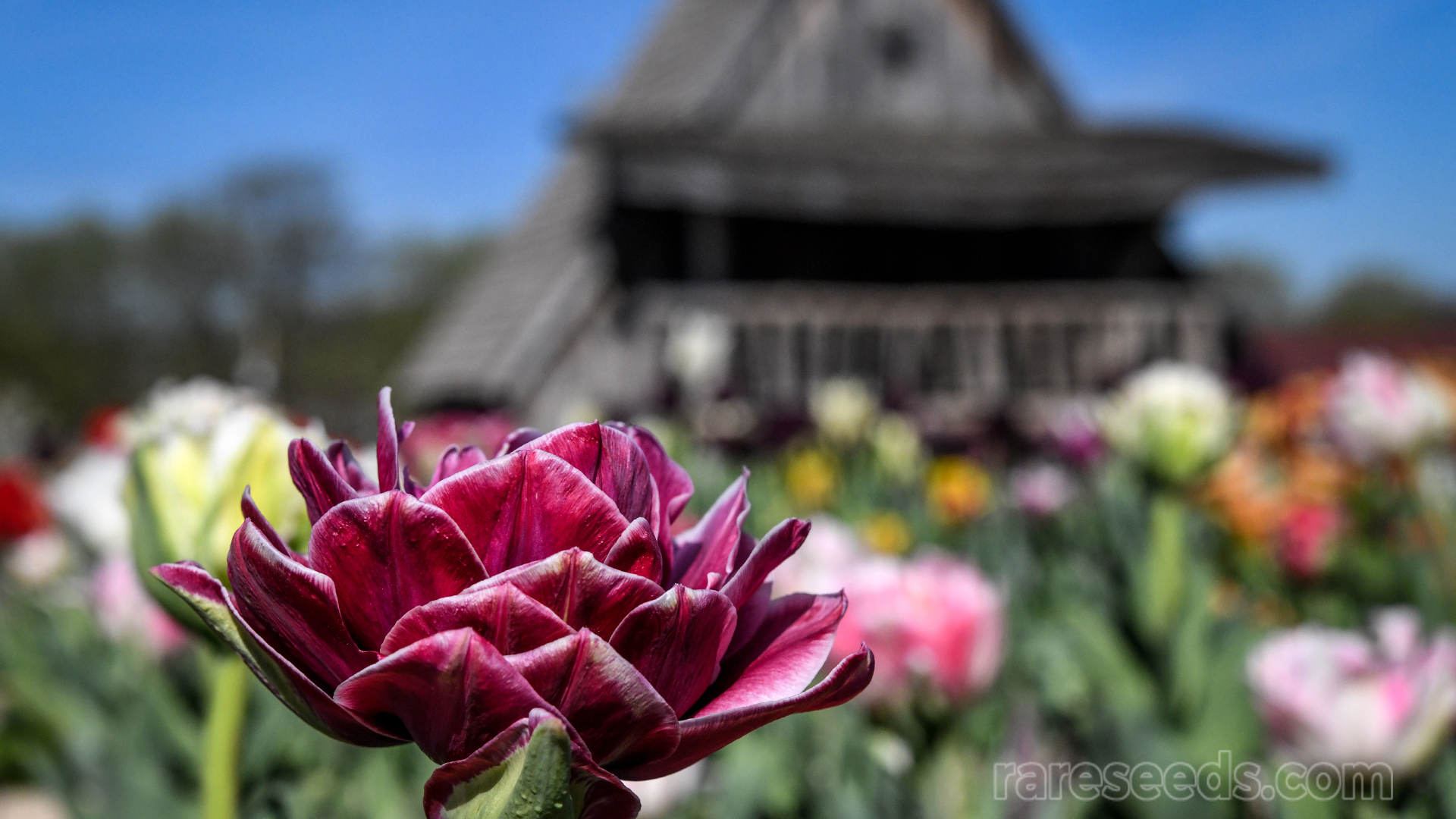Tulip bloom foreground cabin in background