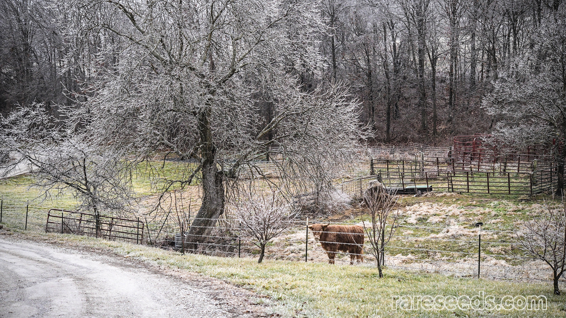 Scenic field and cow on frosty morning