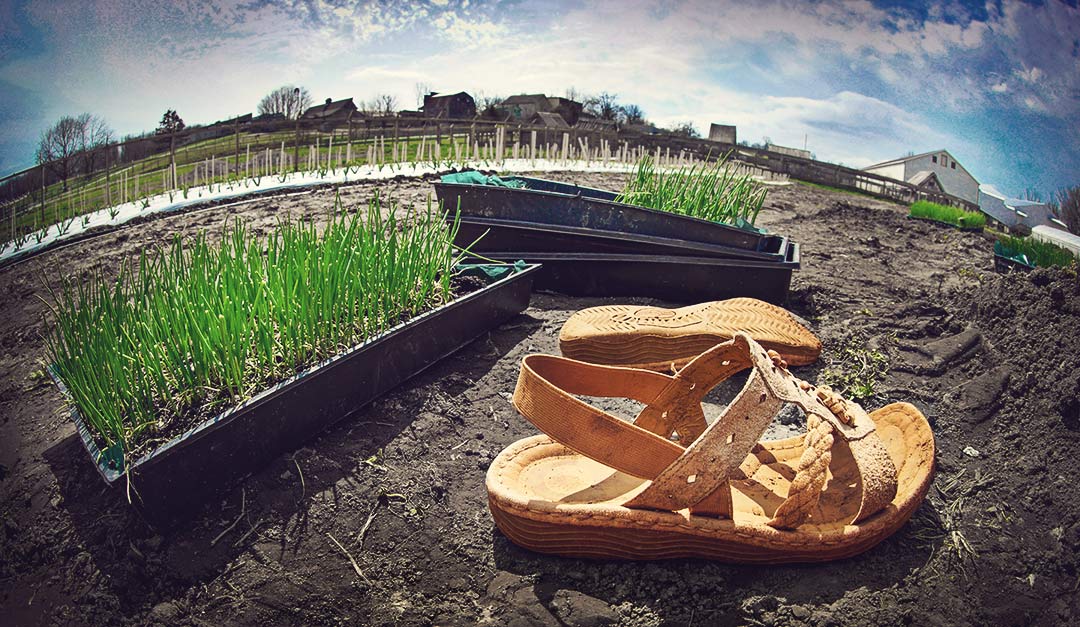 Onions are started early and then planted outside, barefoot of course!